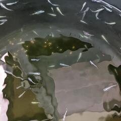 メダカすくいの画像