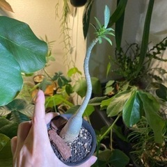 アデニウム　砂漠のバラ　観葉植物の画像