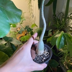 アデニウム　砂漠のバラ　観葉植物の画像