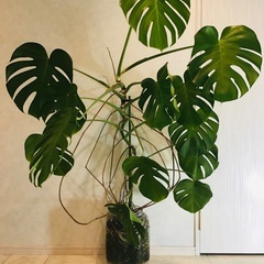 大型　高さ140cm 観葉植物　ハイドロカルチャー　モンステラ　...