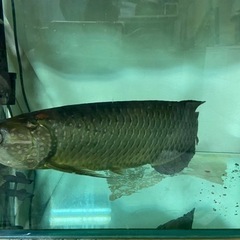 アロアナ　魚　熱帯魚の画像