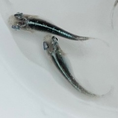 ✨サバの極み　稚魚5匹