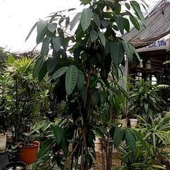 破格値の観葉植物が残りわずか❗の画像