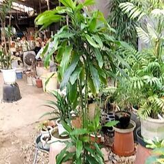 破格値の観葉植物が残りわずか❗の画像