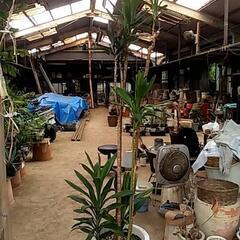 破格値の観葉植物が残りわずか❗の画像