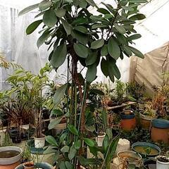 破格値の観葉植物が残りわずか❗の画像