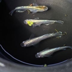 ✨エメラルドフィンの若魚　5匹