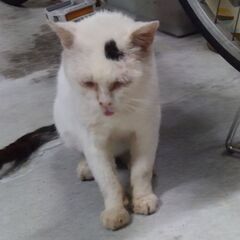 野良猫シロ