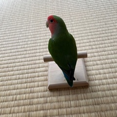 インコ - 北九州市