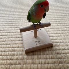 インコ