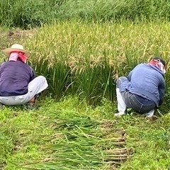 畑・野菜・養鶏❗️メンバー募集　土遊農 - 豊能郡