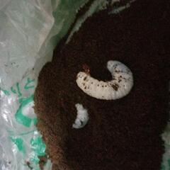 値下げ‼️ヘラクレスオオカブト幼虫 3令の画像