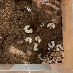 ギラファノコギリクワガタ 幼虫