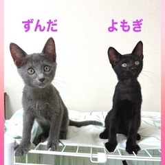 可愛い姉妹
