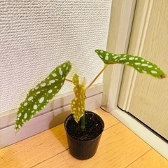 ベゴニア　マクラータ　中苗