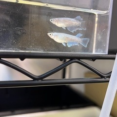 メダカ　小菊　1P  特価