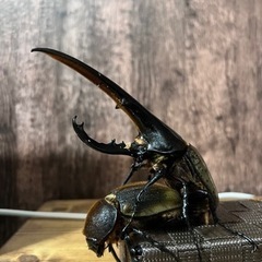 【お話し中】ヘラクレス2令幼虫※複数購入で割引有り