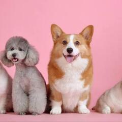 犬猫の悩み聞かせてください