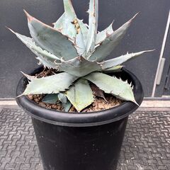 アガベ　ホワイトアイスの画像