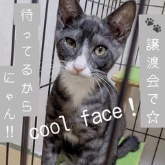 🎉9月23日(土)🐈‍⬛✨島忠ホームズ昭島店様にて『保護猫カフェ...