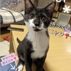 🎉9月23日(土)🎉島忠ホームズ昭島店様にて『保護猫カフェ ねこ...
