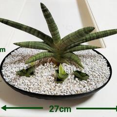 【💖Thankyou💖】🌿ボンセレンシス🌿観葉植物