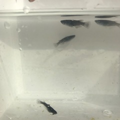 ミッドナイトフリル　メダカ　若魚10匹の画像