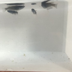 ミッドナイトフリル　メダカ　若魚10匹の画像