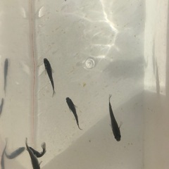 ミッドナイトフリル　メダカ　若魚10匹の画像