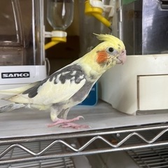 オカメインコ　