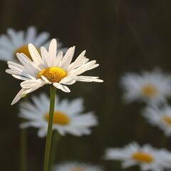 『人生で活かせる自分の個性』を見つけませんか✨【西洋占星術】