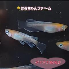 はるちゃんファ～ム　道の駅おかべ - イベント