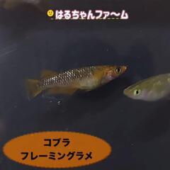 はるちゃんファ～ム　道の駅おかべ − 埼玉県