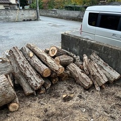 コナラの原木でました。の画像