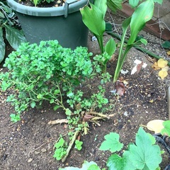 菊、ギボウシ、アメリカンブルー