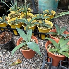 アガベAgave  1鉢4号ポット　　4年鉢の画像
