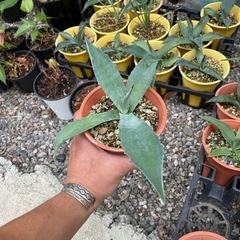 アガベAgave  1鉢4号ポット　　4年鉢の画像