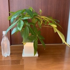 【観葉植物】パキラ陶器鉢 43cm 