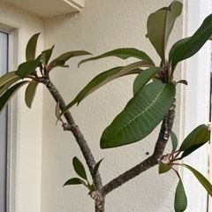 人気 格安 プルメリアの木 鉢付き 観葉植物の画像