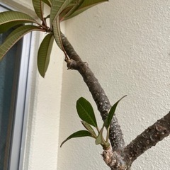 人気 格安 プルメリアの木 鉢付き 観葉植物の画像