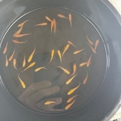 楊貴妃　メダカ　朱色　白系の画像