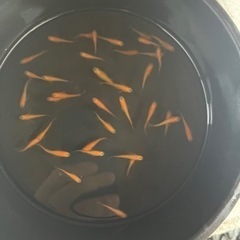 楊貴妃　メダカ　朱色　白系の画像
