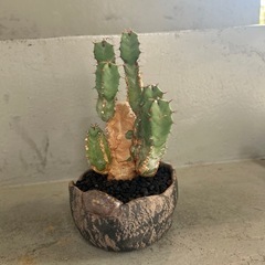 ユーフォルビア　レシニフェラ　鉢付き