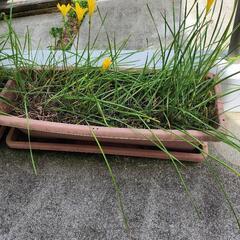 黄色い花　 プランターの画像