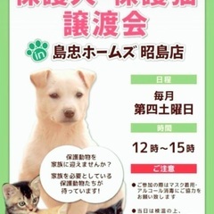 🎉9月23日(土)🐈✨島忠ホームズ昭島店様にて『保護猫カフェ ね...