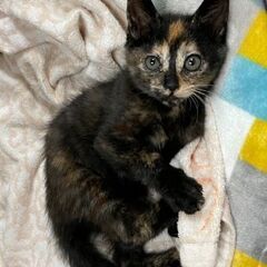人馴れ抜群の2ヶ月のサビちゃん