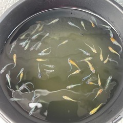 (めだか) オーロララメメダカ　10匹