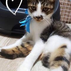 鼻の模様が可愛い
イケにゃんです。❣️白キジ
 