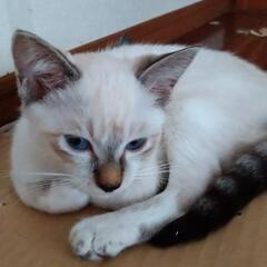 代理投稿です！(1､2､3枚目の子決まりました) - 岡崎市