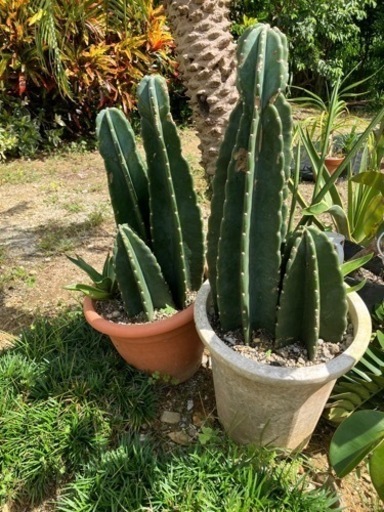 取引完了　サボテン　寄植え　1鉢